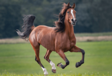 How do you determine the appropriate race distance for a horse?