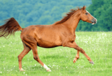 How do you choose the right racing equipment and gear for your horse?