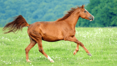 How do you choose the right racing equipment and gear for your horse?